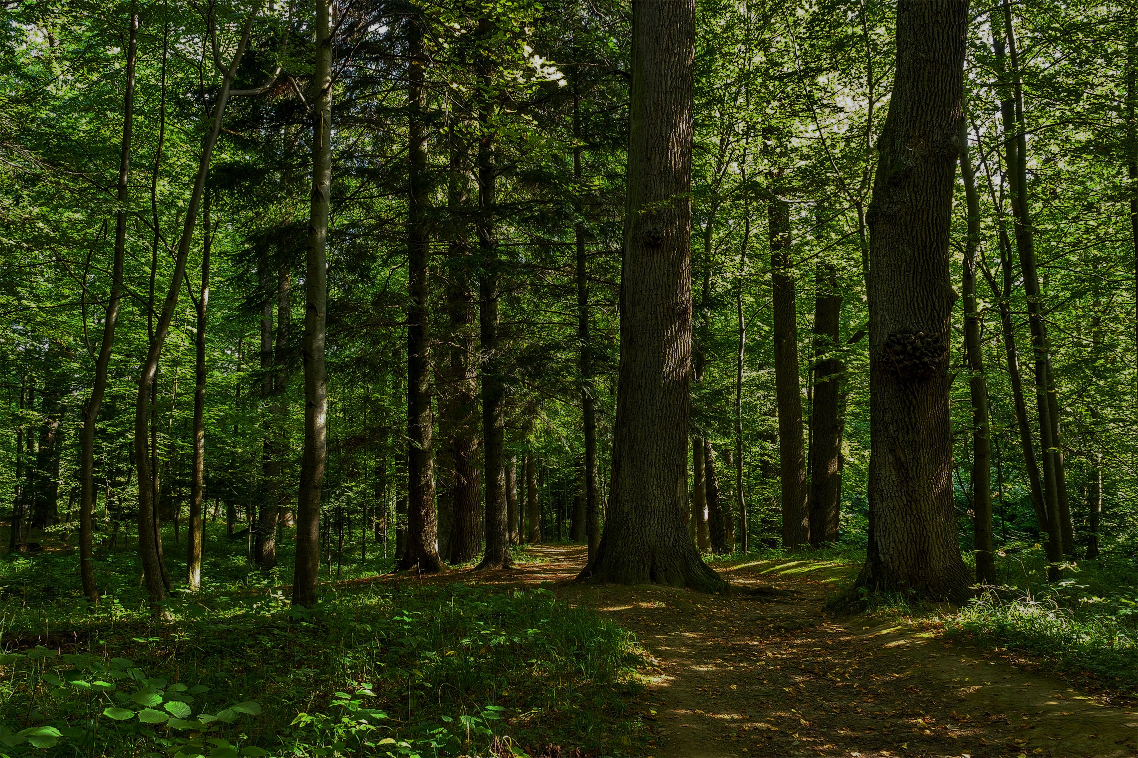 Wildwood Nature School — Campus